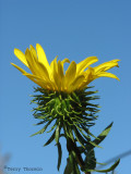 Entire-leaved Gumweed - Grindelia integrifolia.JPG