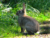 Eastern Cottontail A3a.jpg