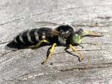 Bembix americana - Sand Wasp A6a.jpg