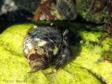 Hermit Crab 1a.jpg