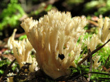 Coral Fungus 1a.jpg