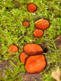Scutellinia scutellata - Eyelash Fungus 3a.jpg