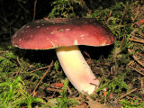 Mushroom T1a.jpg