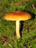 Mushroom W1a.jpg