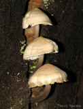 Mushroom Y2.JPG