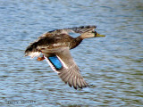 Mallard in flight 1a.jpg
