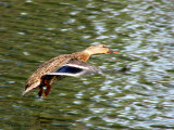 Mallard hen in flight 1a.jpg