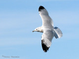 Ring-billed Gull in flight 1a.jpg