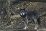 Grey Wolf 8.jpg