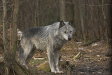 Grey Wolf 11.jpg