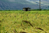 Shalizar (Rice Paddy)