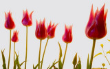Tulip survival
