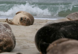 Baby Harbor Seal