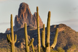 Weavers Needle with Snow