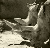 Spearmint Rhino