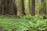 Redwood Forest