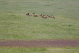 White Mountain Elk Herd