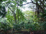 Jardin botanique, Deshaies - Guadeloupe