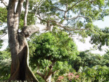 Jardin botanique, Deshaies - Guadeloupe