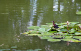 Jardin botanique, Deshaies - Guadeloupe