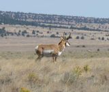 Pronghorns at Hart Mtn. Ntl. Antelope Refuge - view 5