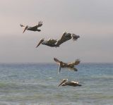 Brown Pelican at Freshwater Lagoon Beach, CA - view 2