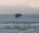 Brown Pelican at Freshwater Lagoon Beach, CA - view 5