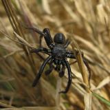 Trapdoor Spiders -- Ctenizidae