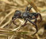 Antrodiaetus riversi -- Turret Spider