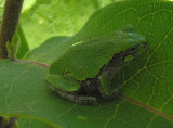 hyla versicolor on milkweed leaf