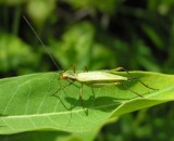Oecanthus nigricornis - blackhorned tree cricket