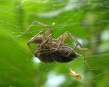 funnel web spiders - mating - 2