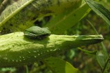 hyla versicolor on milkweed pod