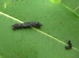dead monarch caterpillars