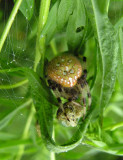 Araneus trifolium