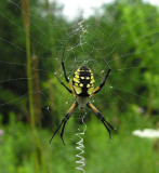 Argiope aurantia