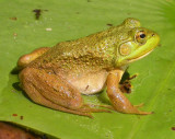  Rana catesbeiana - Bull frog - juvenile