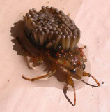 Abedus (?) water bug