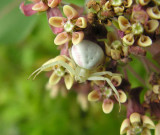 misumena vatia on milkweed flowers