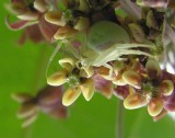 misumena vatia on milkweed flowers