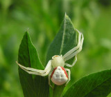 misumena vatia on clover leaves