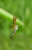 Argiope trifasciata - immature with leafhopper prey