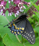 Papilio polyxenes asterius - Black Swallowtail feeding on milkweed flower