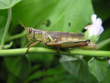 Redlegged grasshopper (?)