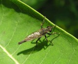 robber fly - view 2