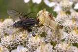 phymata and fly prey