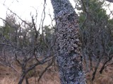 Sumac with lichen