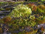 moss grouping on log