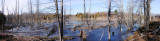 Beaver Pond - panorama