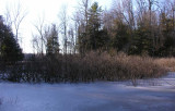 the frozen frog pond